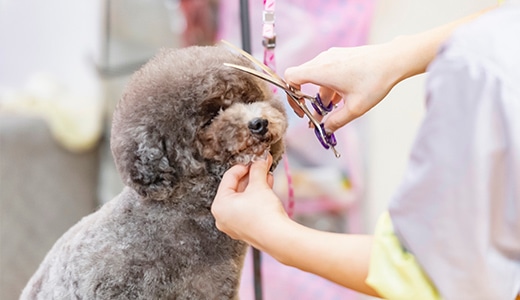 シャンプーカットコース