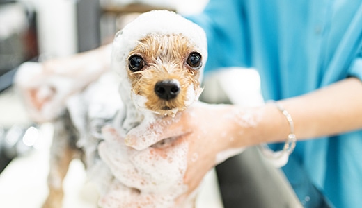 シャンプーコース