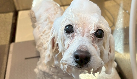 スぺシャルケア